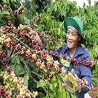 커피,베트남,수출
