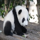 중국,미국,동물원,조사,죽음