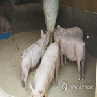 농장,돼지