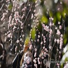 일본,한국인,조사,관련,호감도