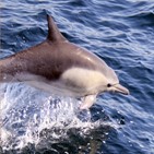 해양보호생물,해마,돌고래