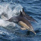 해양보호생물,해마,돌고래