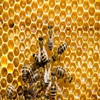 꿀벌,실종,피해,농가,이상,마리,정부,지역,월동,양봉