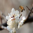꿀벌,그린피스,생산량,영향,생태계,정부,한국