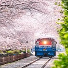 관광열차,지역,봄꽃