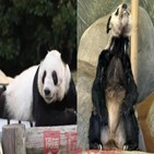 야야,중국,동물원