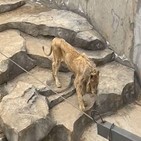 동물원,사자,중국,모습
