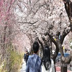 벚꽃,코로나19,마스크,시민,서울,사진