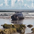 고래,발리,해변,인도네시아,발견