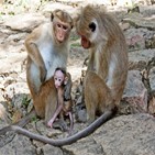 스리랑카,원숭이,중국