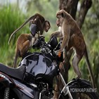스리랑카,원숭이,중국,카크,토크