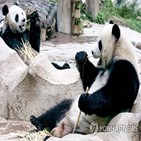 중국,태국,동물원,공동