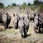 코뿔소,농장,보호,남아공