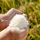 가루쌀,제품,개발,농식품부,생산,재배