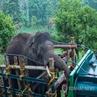 코끼리,인도,야생동물,포획