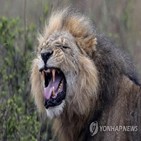 케냐,사자,야생동물,공원