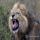 케냐,사자,야생동물,침입