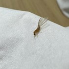 흰개미,한국,조사