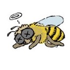 꿀벌,마리,실종