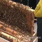 꿀벌,생산량,아카시아꿀,농가