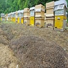 꿀벌,실종,마리,지난해,월동,감소,국내,농산물,수분,딸기