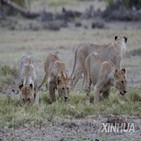 사자,야생동물,케냐,라이언,라이트,가축,개체