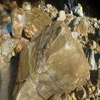 화석,발견,뉴질랜드,바다