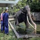 태국,코끼리,스리랑카,치료,선물
