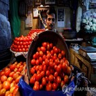 토마토,인도,토마토값