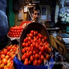 토마토,인도,가격,토마토값,블룸버그