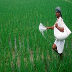 인도,지역,곡물,강수량,올해,시장,가격