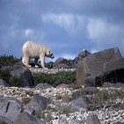 북극곰,온실가스,연구진,새끼,생존율,배출량