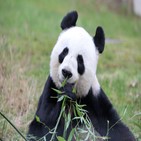 동물원,중국,자이언트