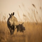 코뿔소,농장,남아공,아프리카,세계