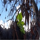 나무,하와이,반얀트리,새잎,지역,위해