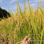산지,쌀값,수확기,20만