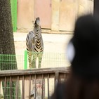 코코,동물원