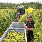 와인,생산량,올해,이탈리아