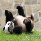 미국,동물원,중국,보호,주석,위해,국립동물원