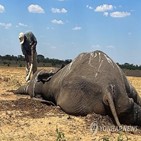 짐바브웨,코끼리,떼죽음,가뭄