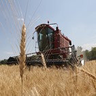 곡물,옥수수,공급,건조,세계,가능성,지역,내년