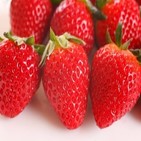딸기,재배,차량