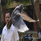 비둘기,경찰,인도