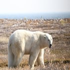 북극곰,육지,해빙,먹이,에너지,하루,기간
