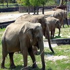 사쿠라,서울대공원,코끼리,코끼리전담반