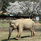 사쿠라,코끼리,서울대공원,일본