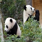 미국,동물원,중국,샌디에이고,협력,보호