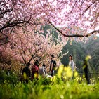 벚꽃,개화,일본,시기,변화,기후변화,멕시코