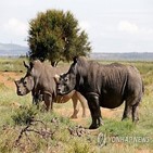 코뿔소,밀렵,남아공,지난해