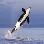 사냥,범고래,백상아리,연구팀,생태계,변화